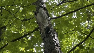 Red Bellied Wood Pecker