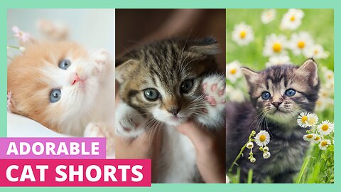 The Funniest Cat Shorts Ever! 😂 Cute & Hilarious Cat Compilation 2024 | #shorts #funnyanimals #cats