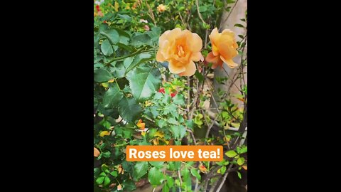 Rose Care Tip: 🌹Roses LOVE Tea!! Recycle Tea Bags as Compost for Roses! Shirley Bovshow (#Shorts)