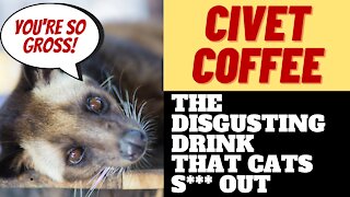 CAT CRAP COFFEE - THE DISGUSTING LUXURY COFFEE KOPI LUWAK
