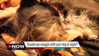 Should you snuggle with your dog