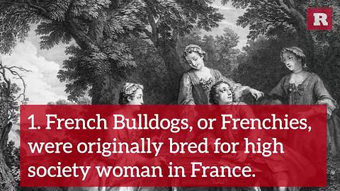 11 Fun and Furry Facts on the French Bulldog | Rare Animals