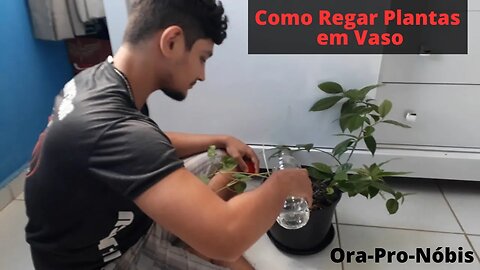 Como Regar Plantas em Vaso - Dicas Essenciais para um Crescimento Saudável / canal do marco