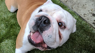 English bulldog playing in the snow