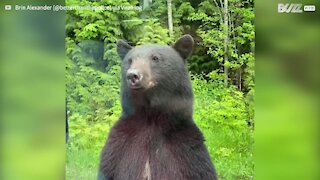 Urso curioso coloca-se em pé para ver interior do carroveículo