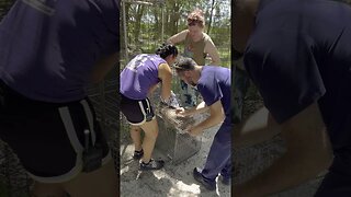 Nabisco bobcat gets vaccinated in the squeeze cage at Big Cat Rescue 2023