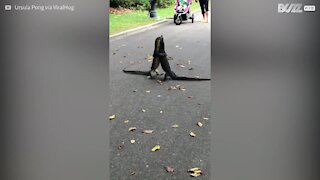 Lagartos se abraçam apaixonadamente em parque