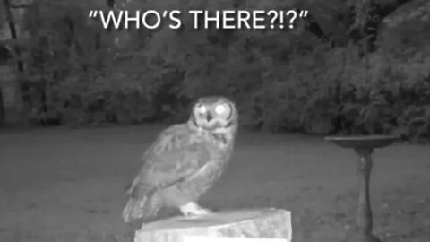 Paranoid Owl