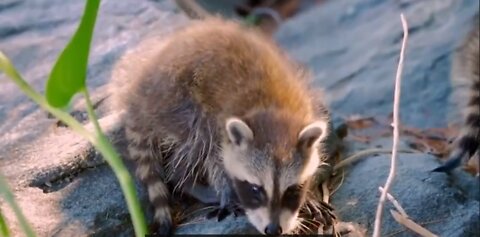 Watch Curious Baby Raccoons Explore a Garden | Wild Child