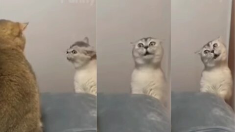 🐶🐱 Cat Reaction Videos | So Cute ♥ Best Funny Cat Videos