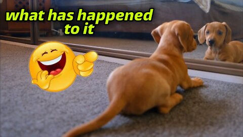 This dog is fighting with himself looking in the mirror🤣 || Funny dog || dogs fails
