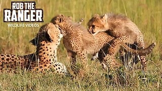 Cheetah Mother And Little Cubs | Lalashe Maasai Mara Safari