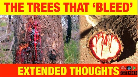 TREES THAT BLEED