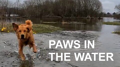 Paws In The Water