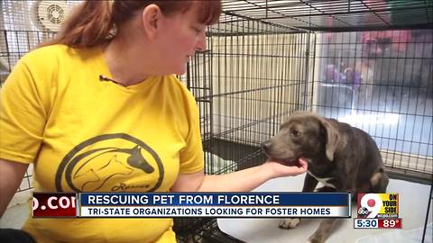 Greater Cincinnati residents help pets displaced by Florence