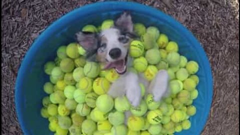 Cane vince la lotteria... un sacco di palle da tennis!