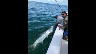 Tarpon fish jumping out of water