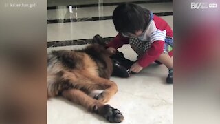 Piccolo dentista cura la dentatura del suo cane