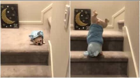 Fransk bulldogg står på händerna när han går ner för trappan