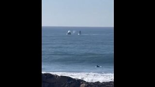 Whales breach surface while surfer catches wave in KZN.