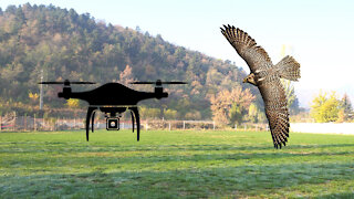 A Falcon Attacked the Drone!