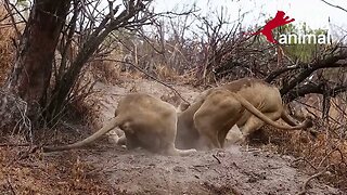 LEÕES BRINCAM DE CABO DE GUERRA COM JAVALI AFRICANO - VIDA ANIMAL