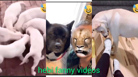 Fanny dog video short clip #Dog