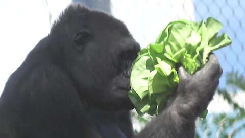 Selfish gorilla hoards all the lettuce for herself