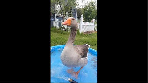 Goose displays "happy dance" upon owner's arrival