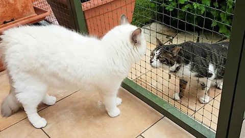 Innocent Ragdoll cat meets another cat outside for the first time