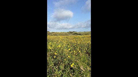 Flowers blooming