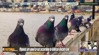 Pigeons are good to eat according to biblical dietary law