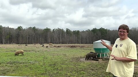 Rotationally Grazed Pig Paddock Update After Reseeding