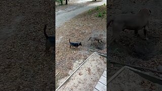 Dog catching dirt