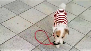 Clever Dog Hands Leash Back To Owner When Dropped