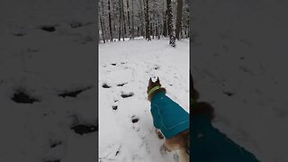 Snow camping in the wilderness. Cohutta in the FJ Cruiser and off-road teardrop trailer