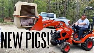 We Moved The New Forest Pastured Pigs With Our Kubota Tractor?!