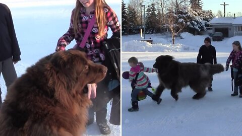 The Giant dog always welcomes Neighbor babies, coming from school