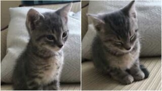 Adorable cat fights to stay awake