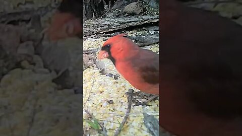 Cute😍little red cardinal 🐦eatin`👄 him some lunch 🥣#cute #funny #animal #nature #wildlife #trailcam