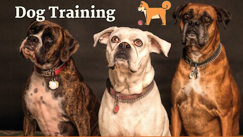 Dog Training 🐕