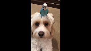 Parrot loves to chill out on top of dog's head