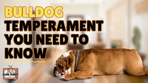 Paws & Personalities: Bulldog temperaments YOU need to know