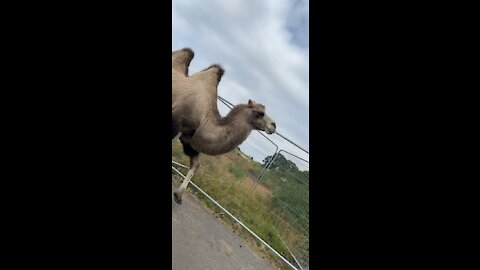 Camel Again!