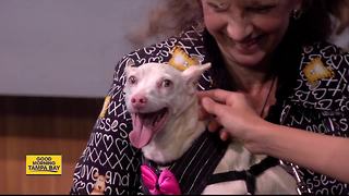 Sept. 2 & 3 Rescues in Action: Whitey needs forever home