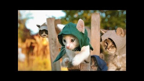 Kittens are Assassins!