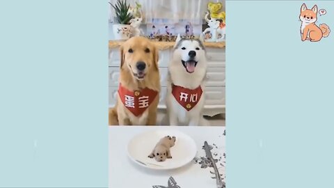 You will love and laugh at all this cute DOGS 🤣 Funny DOG Videos 😂🐶