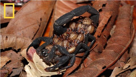 DANGEROUS ANIMALS |Deadly Scorpions| 5 most dangerous scorpion|