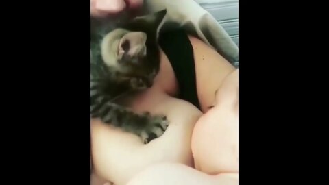 Gatinho Ajudando Bebe a Mamar no Peito da Mãe #shorts