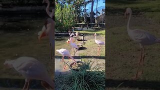 Florida Flamingos At ZooWorld! | My Florida Adventures 🌴🌊 #shorts